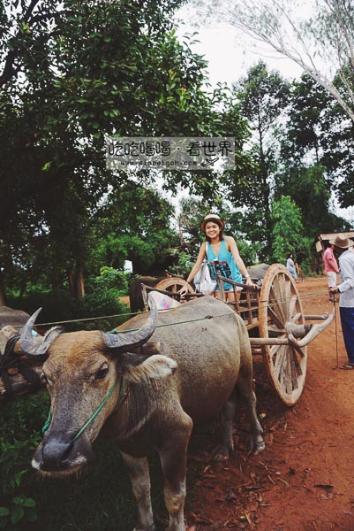 柬埔寨騎水牛車