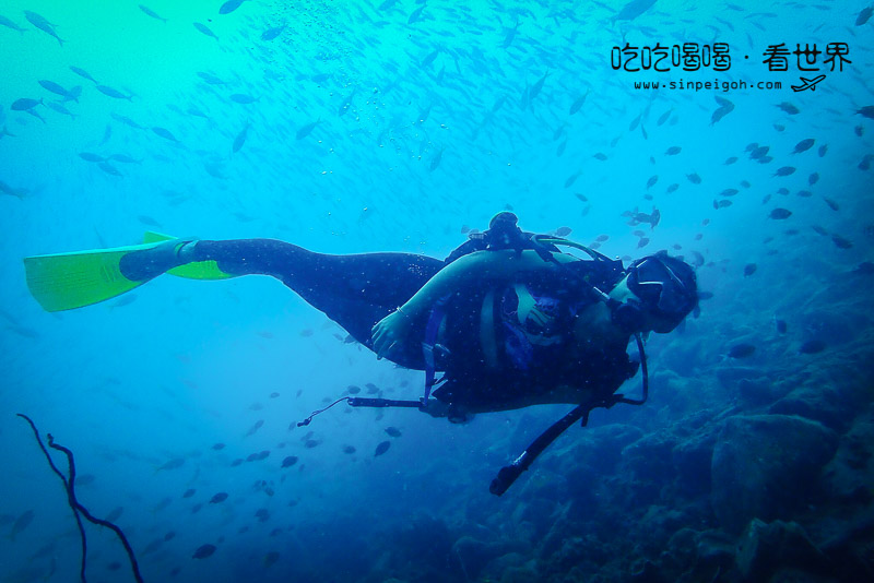吃吃喝喝看世界 天鵝島 Tenggol Island潛水