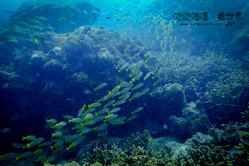 天鵝島 Tenggol Island diving