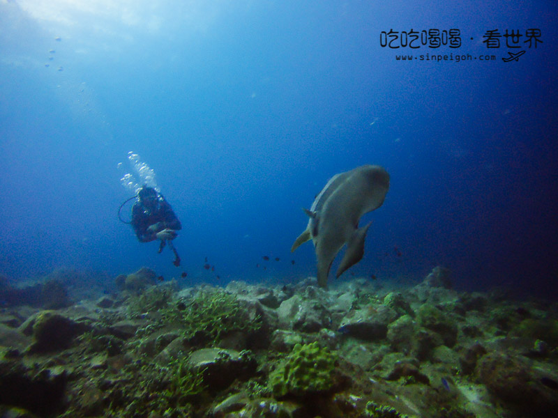 天鵝島 Tenggol Island diving