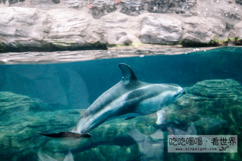 大阪海遊館 海豚