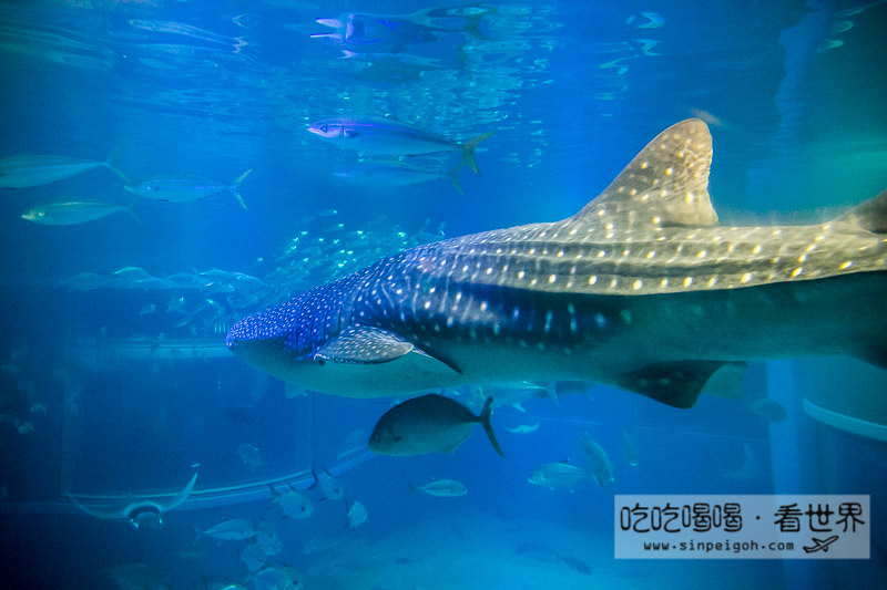 大阪海遊館 鯨鯊