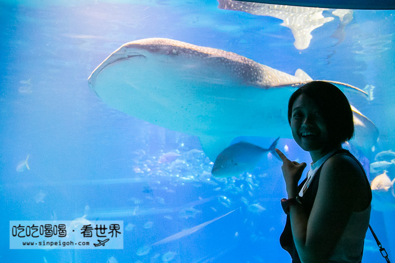 大阪海遊館 whale shark