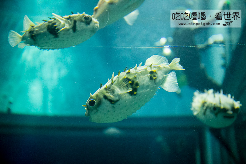 日本 大阪海遊館 Osaka Aquarium Kaiyukan 吃吃喝喝 看世界