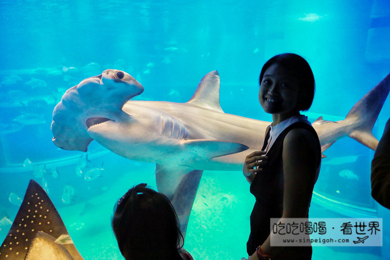 大阪海遊館 Hammerhead shark鎚頭鯊