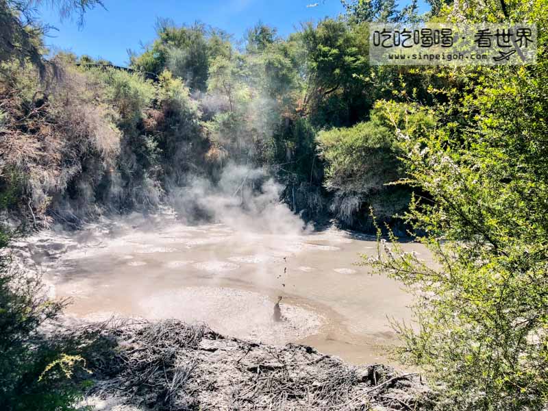 紐西蘭 Mud Pool