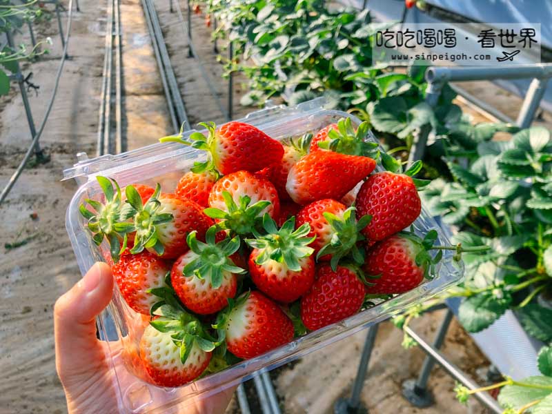 釜山採草莓